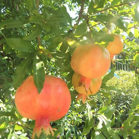 Ferandi Hotel Vallio Terme